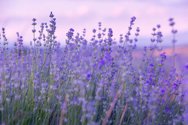 Lavender & Amber